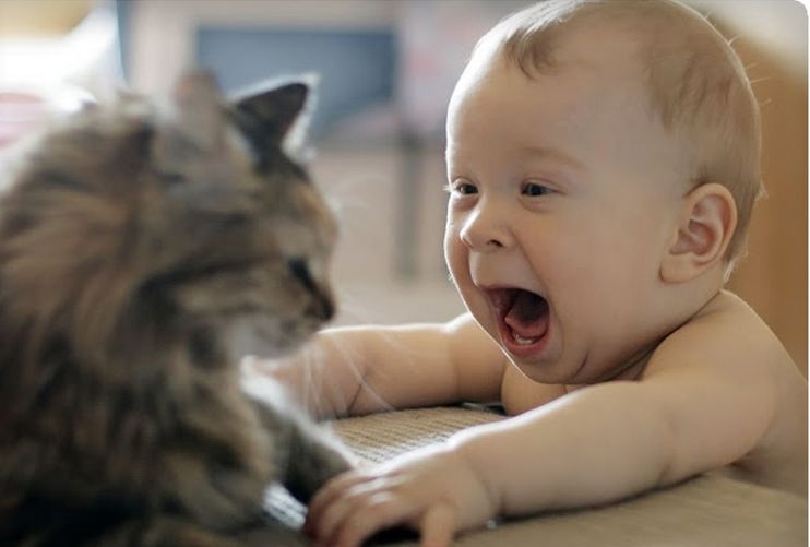 INFECCIONES RESPIRATORIAS Y MASCOTAS