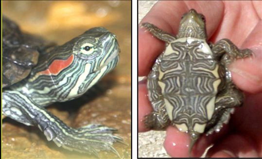 TORTUGAS MASCOTAS Y SALMONELOSIS